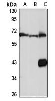 MSL-1 antibody
