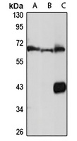 Anti-MSL-1 Antibody