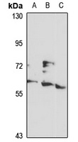 Anti-MSL-2 Antibody