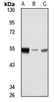 MST4 antibody