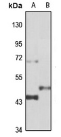 Cytochrome b antibody