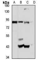 Anti-MTIF2 Antibody