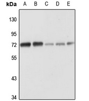 MTMR6 antibody