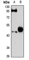 Anti-MULAN Antibody