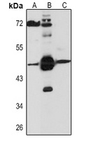 Anti-L-Myc Antibody