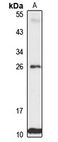 MTLC antibody