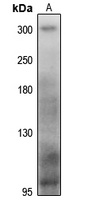 Anti-MYH13 Antibody