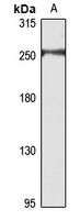 Myosin 6 antibody