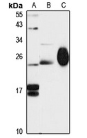 MYL4 antibody