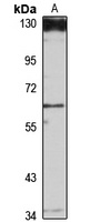 MLCK2 antibody