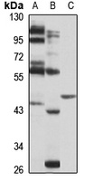 MYLK4 antibody