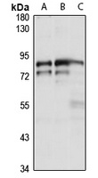 Myoneurin antibody