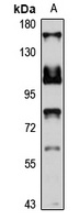 MYO1A antibody