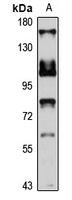 Anti-MYO1A Antibody