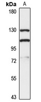 MYO1E antibody
