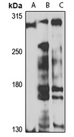 MYO5C antibody