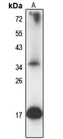 MZB1 antibody