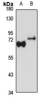 Anti-NAC1 Antibody