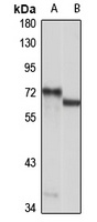 NAF1 antibody