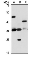 Anti-NAIF1 Antibody