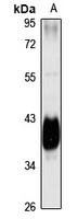 Anti-NANS Antibody
