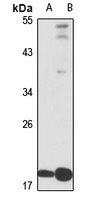 NAP1L5 antibody