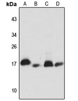 NDUFB11 antibody