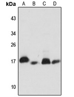 Anti-NDUFB11 Antibody