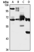 NELF-B antibody