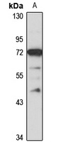 Neu3 antibody