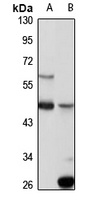 Neu4 antibody