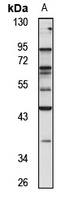 Anti-NIP45 Antibody