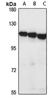Anti-NFE2L1 Antibody