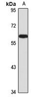 NF-1A antibody