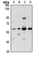 NF-1C antibody