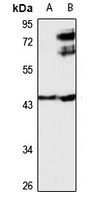 Anti-NFIX Antibody
