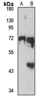 Anti-Ephexin-1 Antibody