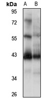 NIF3L1 antibody