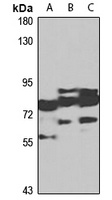 Anti-NLGN4X Antibody