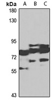 NLGN4X antibody