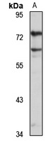 Anti-NALP10 Antibody
