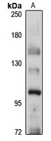 NALP11 antibody