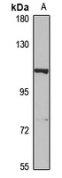 Anti-NALP12 Antibody