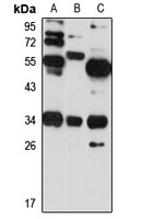NMNAT-2 antibody
