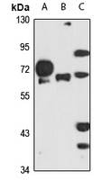 NMT1 antibody