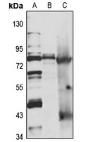 NOL11 antibody