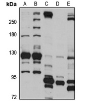 NOL6 antibody