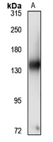NOMO2 antibody
