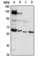 NOX3 antibody