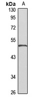 SDR1 antibody